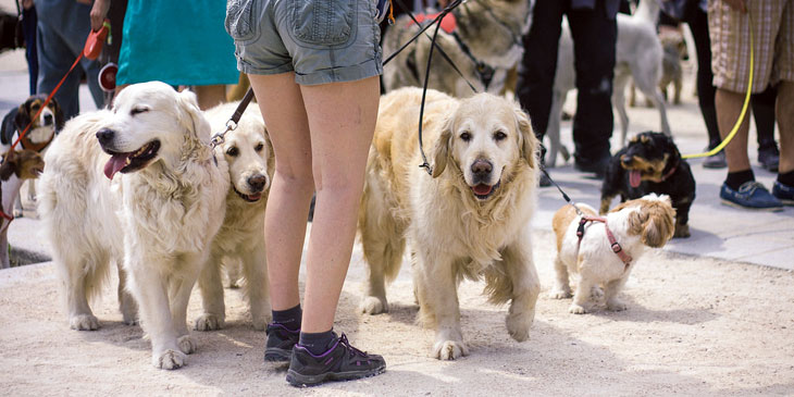 Walking Dogs France